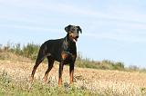 DOBERMANN 105